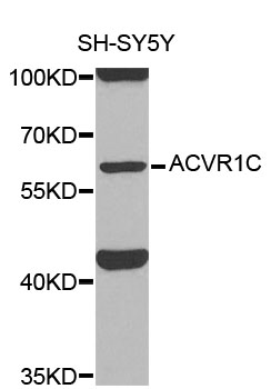 ACVR1C/ALK7 Antibody