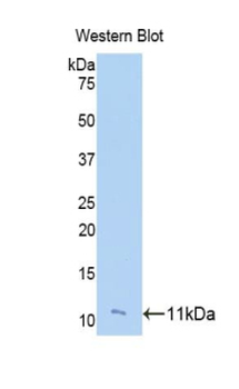 FGF23 Antibody