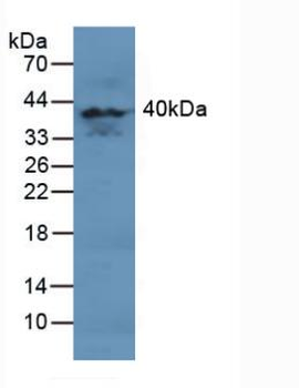 MAPK11/SAPK2/p38 Beta Antibody