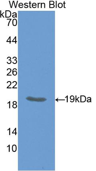 IHH Antibody