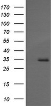 MAGEA4 Antibody