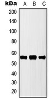 CYP2D6 Antibody