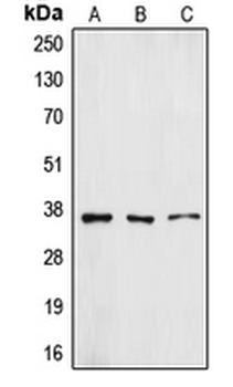 ZFP36L1 Antibody