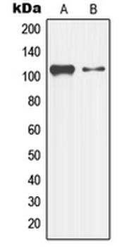 MAP3K13/LZK Antibody