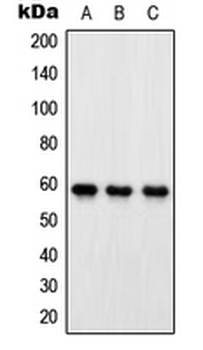 OXSR1/OSR1 Antibody