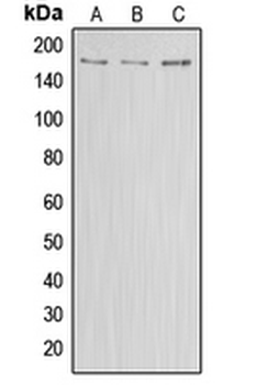 ABCA8 Antibody