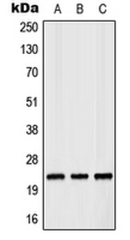 RAB35 Antibody