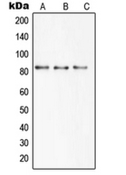 SLC6A15/SBAT1 Antibody