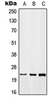 MYD118/GADD45B Antibody