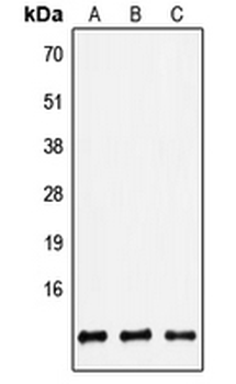 DEFB4A/BD-2 Antibody