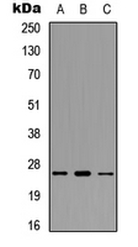 POLR3G Antibody
