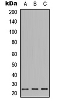 PIGF Antibody