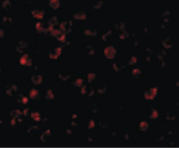 IRAK4/IRAK-4 Antibody