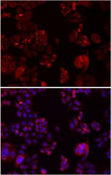 NOTCH3 Antibody