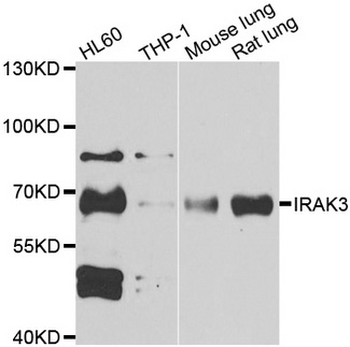 IRAK3/IRAKM/IRAK-M Antibody