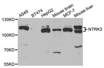 NTRK3/TRKC Antibody