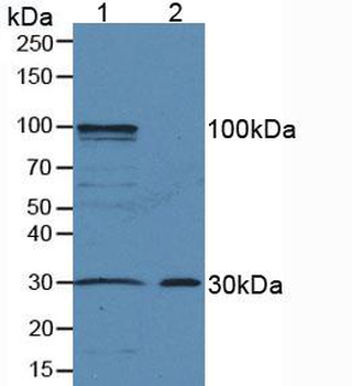AREG/Amphiregulin Antibody