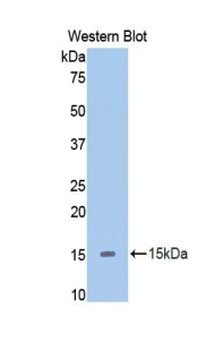 SLIT2 Antibody