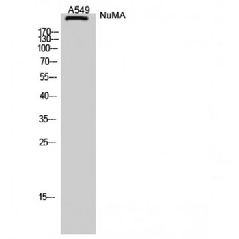NUMA1/NUMA Antibody