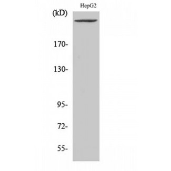 PIKFYVE/PIP5K Antibody