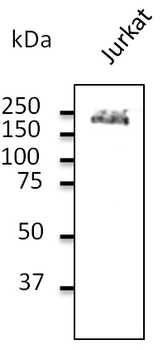 CD45/LCA Antibody