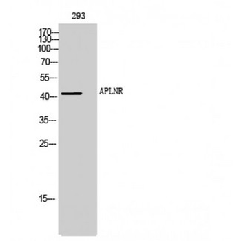 APLNR/ Apelin Receptor/APJ Antibody