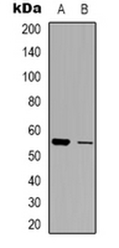 SLC30A1/ZNT1 Antibody