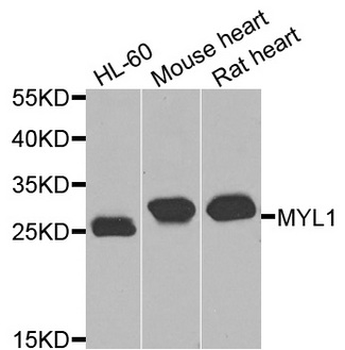 MLC3F/MYL1 Antibody