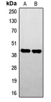 STK17B/DRAK2 Antibody