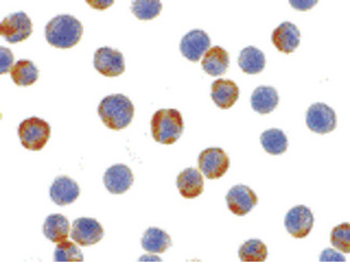 XBP1 Antibody