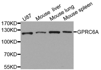 GPRC6A Antibody