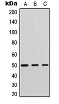 PLD4/Phospholipase D4 Antibody