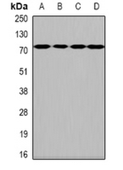 Heparanase 2/HPSE2 Antibody