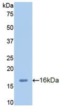 MIP2/GRO2/CXCL2 Antibody