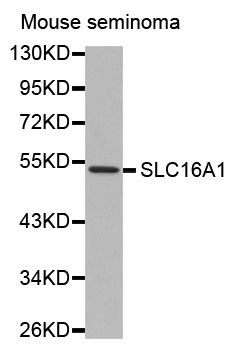 SLC16A1/MCT1 Antibody