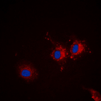 STXBP1/MUNC18-1 Antibody