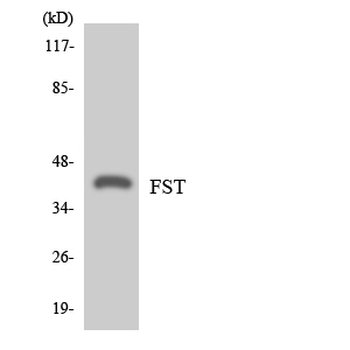 FST/Follistatin Antibody