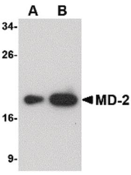 LY96/MD2/MD-2 Antibody