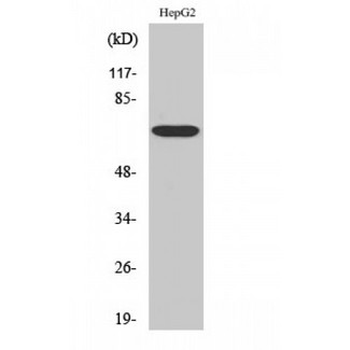 FST/Follistatin Antibody