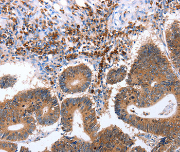 CNTFR Antibody