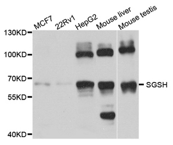SGSH Antibody