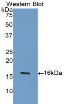 PDGF-AA Antibody