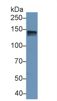 SPARCL1/Hevin Antibody