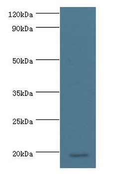 MYDGF/SF20 Antibody