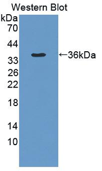 PADI4/PAD4 Antibody