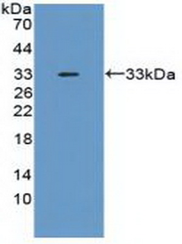 TNFAIP6/TSG-6 Antibody