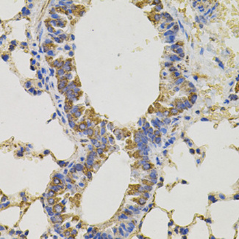 CD45/LCA Antibody