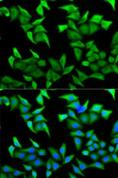PVRL2/CD112 Antibody