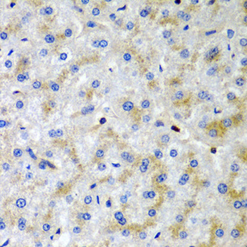 SRGN/Serglycin Antibody