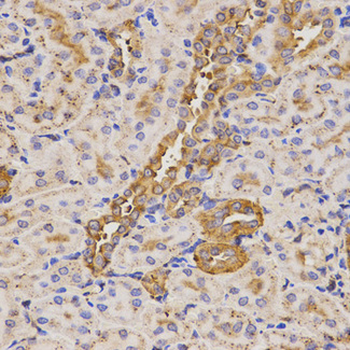 KLK5/Kallikrein 5 Antibody